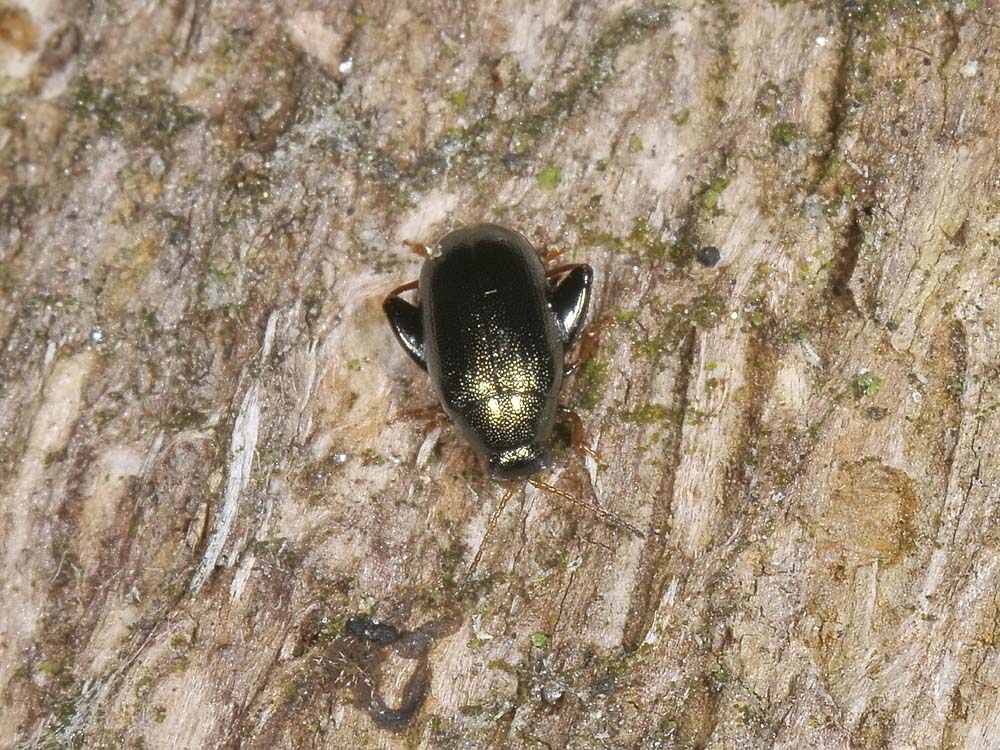 Dibolia rugulosa? (chrysomelidae)